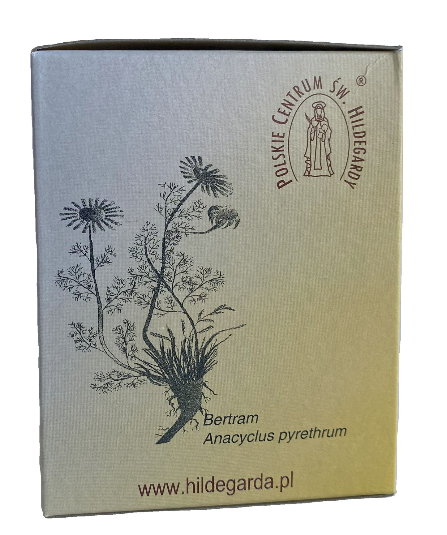 Bertram (Anacyclus Pyrethrum) korzeń w proszku - 100 g.