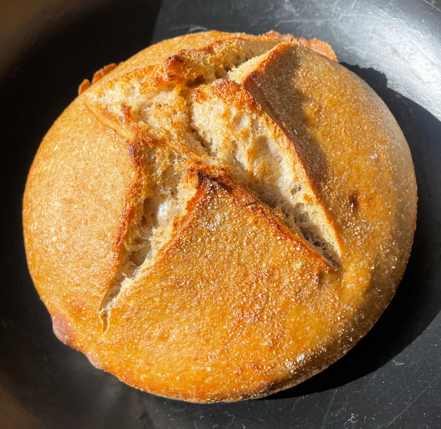 Ancient Spelt Sourdough Bread by Harmonia Lifestyle Bakery Wednesday May 14th, 2025 shipment or pickup