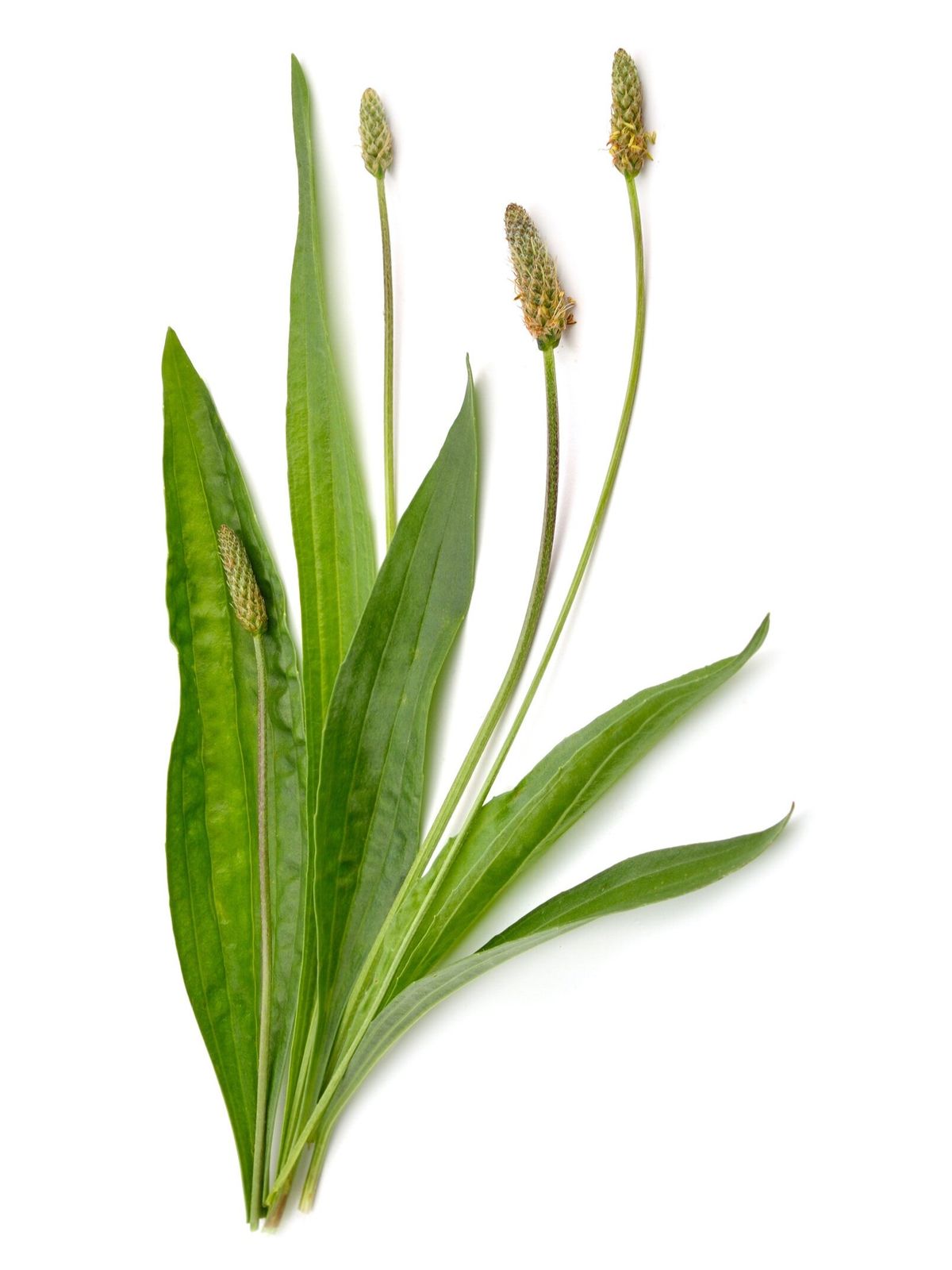 Plantago Gotas de Llantén 1.69 fl oz (50 ml)