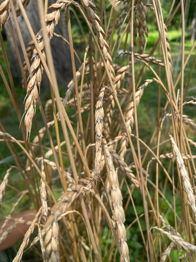 The Grain That Heals: Spelt for Daily Strength and Optimal Metabolic Health