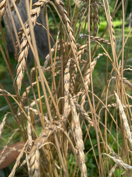The Grain That Heals: Spelt for Daily Strength and Optimal Metabolic Health