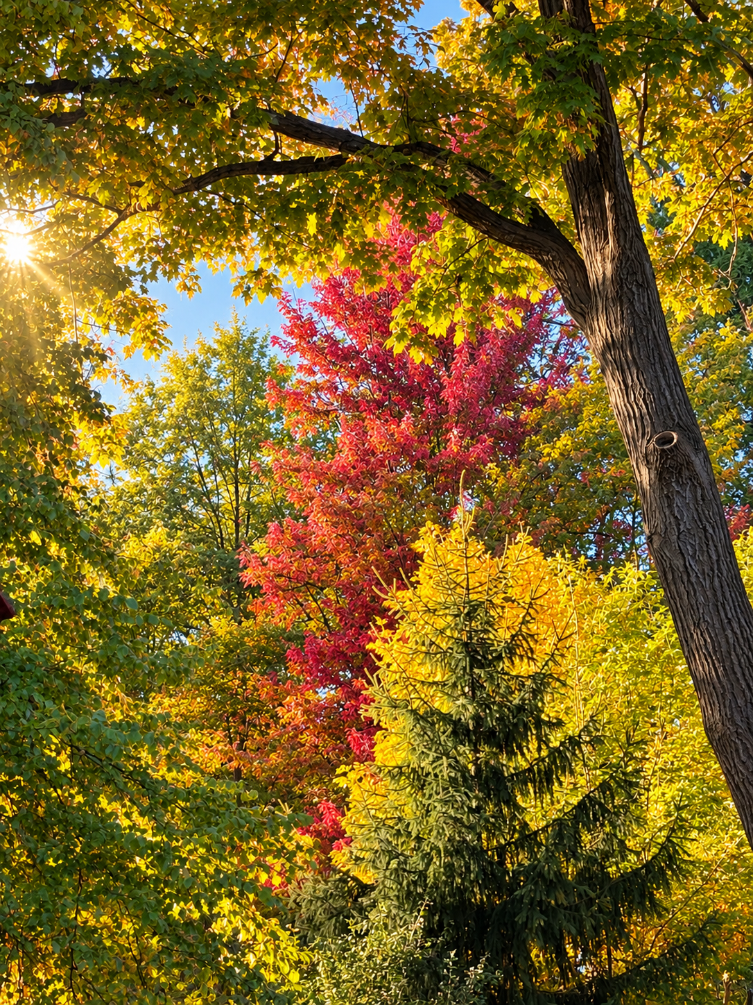 Preparing for Fall and Winter with St. Hildegard: Nourishing Foods, Traditional Remedies & Healthy Habits