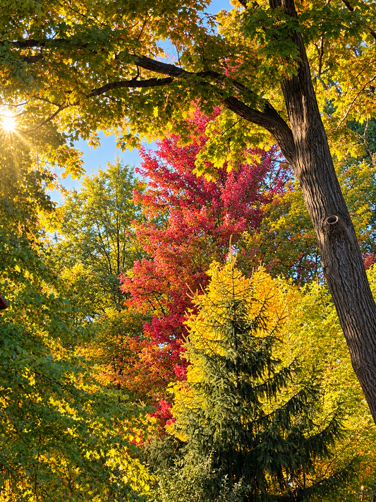 Preparing for Fall and Winter with St. Hildegard: Nourishing Foods, Traditional Remedies & Healthy Habits